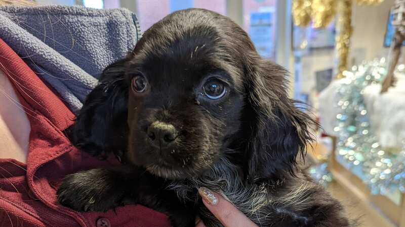 The puppies were abandoned in a carboard box next to a pile of rubbish (Image: RSPCA)