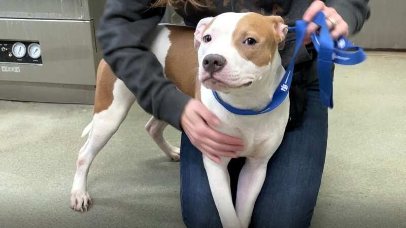Allie was deserted when her owner made the decision to still fly (Image: Animal Rescue League)