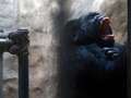Thailand's only surviving gorilla doomed to life behind bars in horror mall zoo dqxikeidqkikdinv