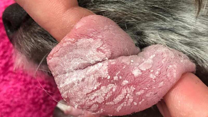 Bleu accidentally glued his mouth shut (Image: Vets4Pets / SWNS)