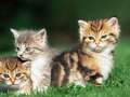 Airline offers free flights to people willing to adopt stray kittens dqxikeidqkikdinv