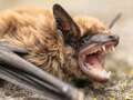 Girl, 8, bitten by bat in vicious attack dies of rabies 10 days after brother dqxikeidqkikdinv