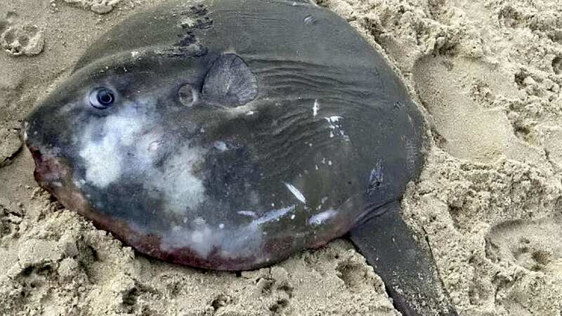 Sunfish can grow up to 3 metres in height (Image: Katherine Hawkes / SWNS)