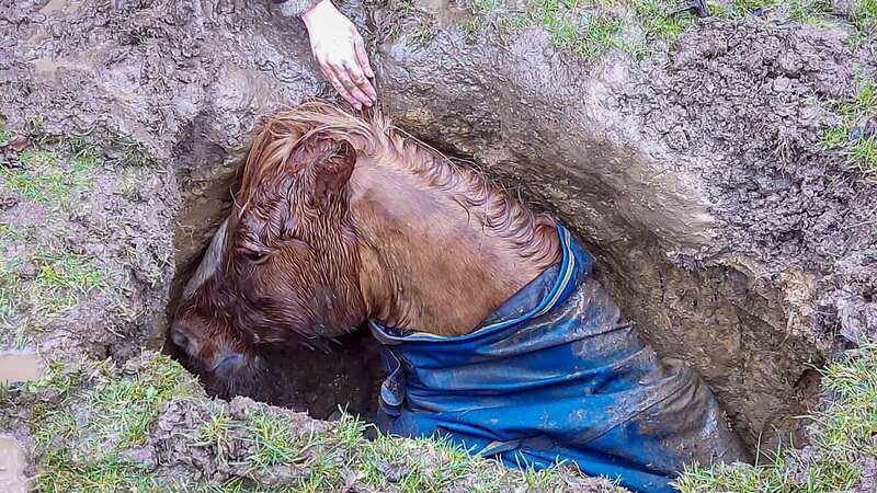 Prince was stuck in a sinkhole (Image: West Yorkshire Fire & Rescue / SWNS)