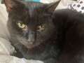 Cat named Ricky Gervais who saved owner several times dies after last heroic act dqxikeidqkikdinv