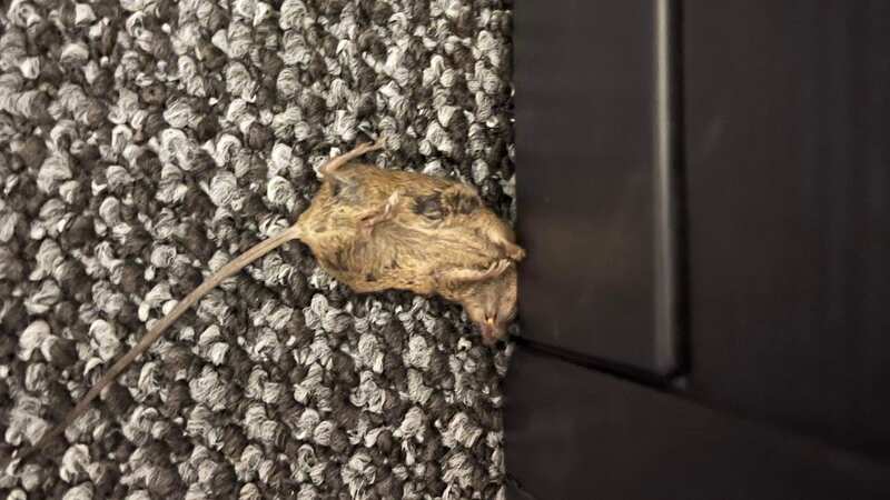 Jessica said the rodents have been nibbling on her daughter