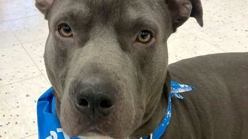 Monty is on the fast track to becoming bilingual (Image: Ariana Giampietro / SWNS)