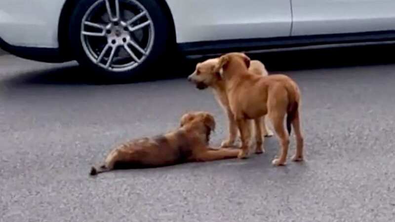 Two puppies guard injured dog as they get stranded in middle of traffic