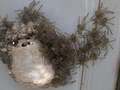 Man terrified to find 100 giant spiders hatching inside car as egg sacs burst