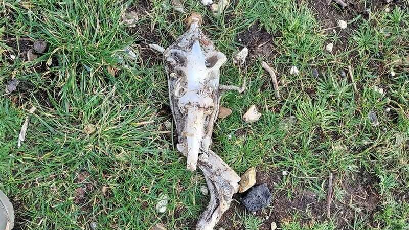 The "freaky" remains found by Julie Barker (Image: Julie Barker)