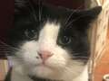 Family launches urgent search as cat called Zorro escapes inside Eurotunnel dqxikeidqkikdinv