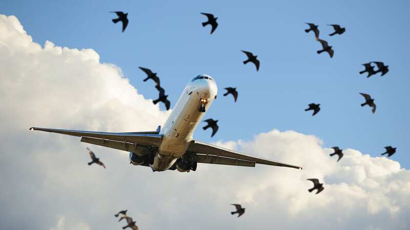 The bird flew directly into the plane (Image: Getty Images)