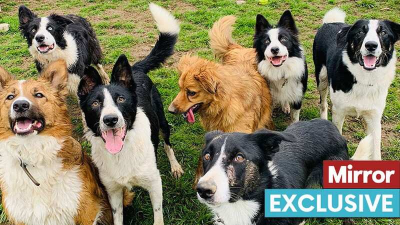 Diane Hart is continuing to take in five dogs per day following lockdown (Image: Border Collie Rescue and Rehabilitation Centre)