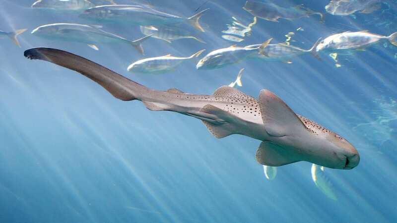 The female zebra shark at the Shedd Aquarium in Chicago did have healthy males around her (Image: Shedd Aquarium/Brenna Hernandez)