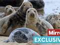 UK seal colony has 3796 babies to look after and volunteer army has work cut out