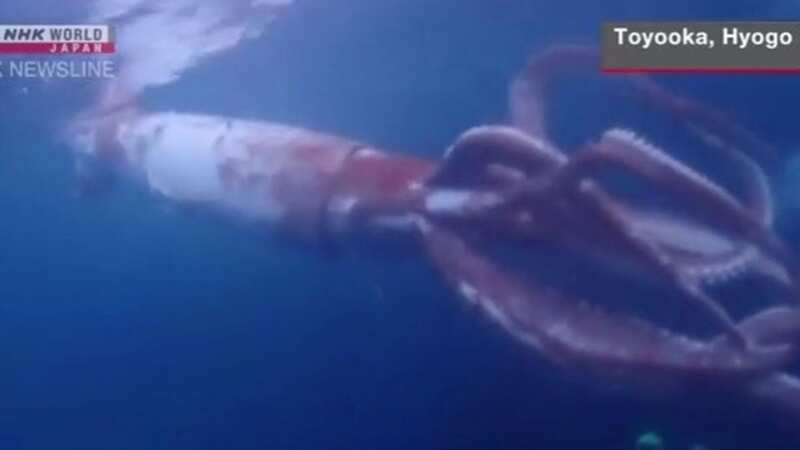Couple come face-to-face with rare giant 8ft squid while diving off Japan coast