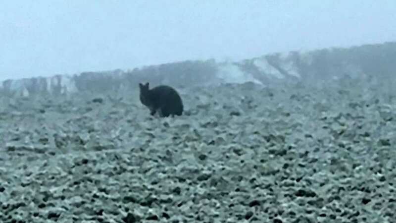 The animal was spotted in Sheffield (Image: James Ledger / SWNS)