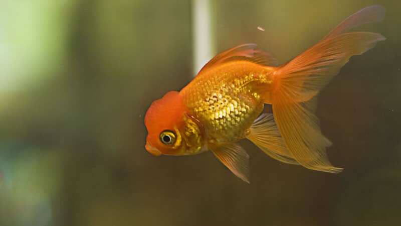 Pet fish expose YouTuber
