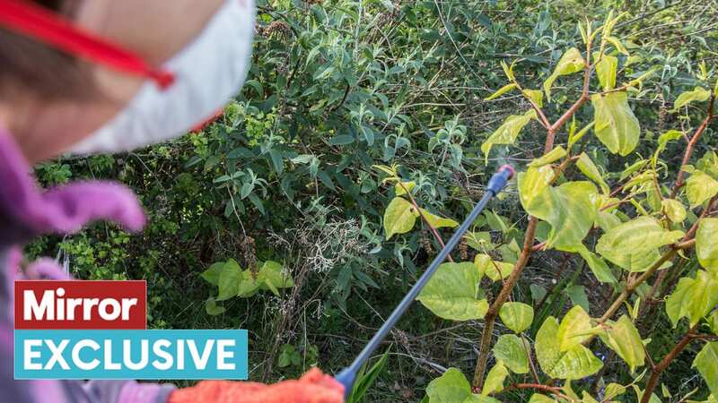 Japanese knotweed is an 
