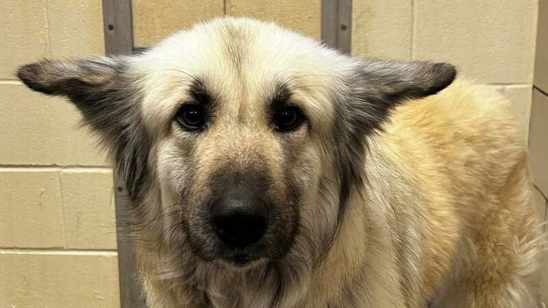 Lilo was found wandering the streets with the note tucked into her collar (Image: McKamey Animal Center)