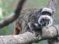 Monkeys missing from zoo after mysterious break in found in abandoned home dqxikeidqkikdinv