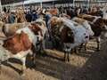 China claims to have cloned three 'super cows' that can produce more milk dqxikeidqkikdinv