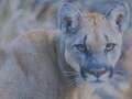 Savage mountain lion mauls child playing in park in rare attack on human dqxikeidqkikdinv