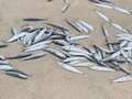 Mystery as hundreds of tiny fish wash up dead on UK beach leaving locals baffled dqxikeidqkikdinv