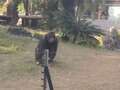 Furious chimp launches bottle at girl filming him leaving her bleeding at zoo dqxikeidqkikdinv