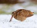 Bird charity banned from Twitter for repeatedly posting woodcock photos