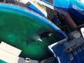Heartbreaking footage shows dolphins living in tiny pools METRES from ocean home dqxikeidqkikdinv