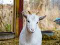 Zoo boss kills four goats before serving them up to eat at Christmas party dqxikeidqkikdinv