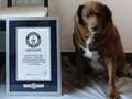 Bobi the farm dog breaks world record as oldest pooch to ever exist at 30 dqxikeidqkikdinv