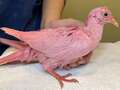 Pink pigeon found injured in park turns out to be part of gender reveal party
