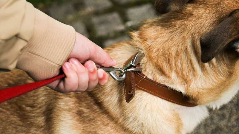 What do YOU think can be done to stop dog attacks? Maybe the government needs to get involved? Picture used for illustrative purposes only. (Image: Getty Images)
