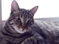 You can name a litter box after your ex and watch cats do their business over it