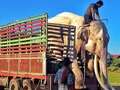 Elephant forced to entertain tourists for 40 years is finally freed