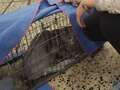 Missing cat who secretly lived in London Underground lured after scary ordeal dqxikeidqkikdinv