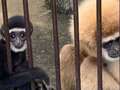 Pregnant monkey baffles experts as she was living alone in cage for years