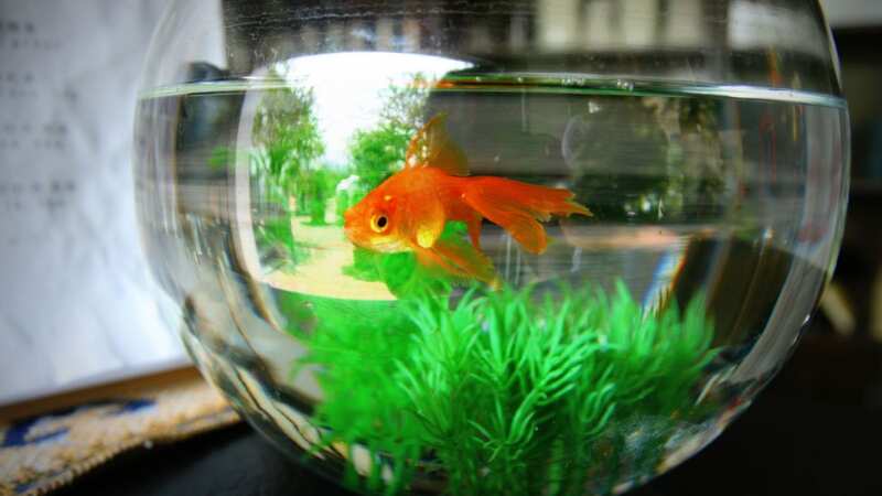 Woman claims landlord charged her £166 goldfish fee and monthly 