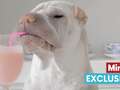 New smoothie for dogs improves 'hydration and wellbeing' of our pooches dqxikeidqkikdinv
