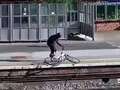 Watch yobs hurl bike onto train tracks - risking major rail derailment dqxikeidqkikdinv