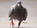 Pigeons are so smart their brains can rival Artificial Intelligence, experts say