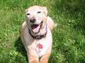Incredible hunt for dog who'd die in 23 days without injection now a Netflix hit dqxikeidqkikdinv