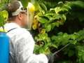Japanese knotweed warning as little-known law can hits Brits with £34,000 fine