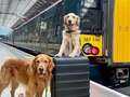 Adorable golden retriever goes viral for cuddling sad passengers on the train dqxikeidqkikdinv