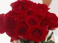 Shoppers can get a dozen red roses for £4.99 this Valentine's Day - here's how dqxikeidqkikdinv
