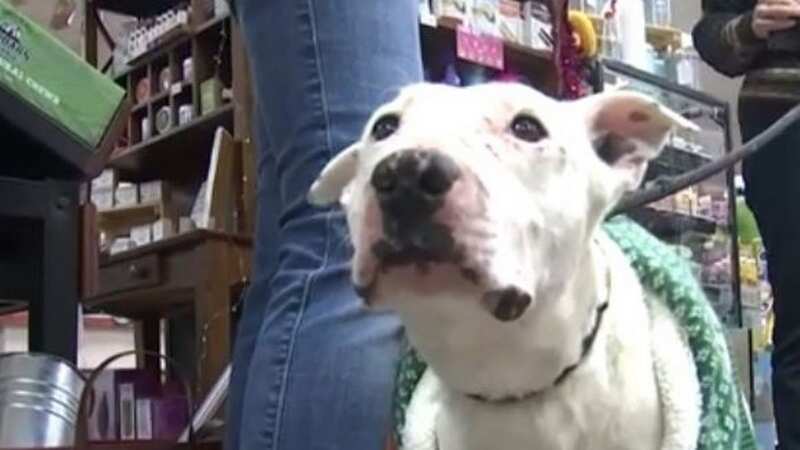 Dog abandoned in desert by callous owners found running with wild coyote pack