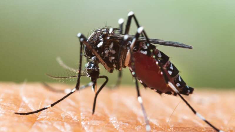 Mosquito sucking human blood