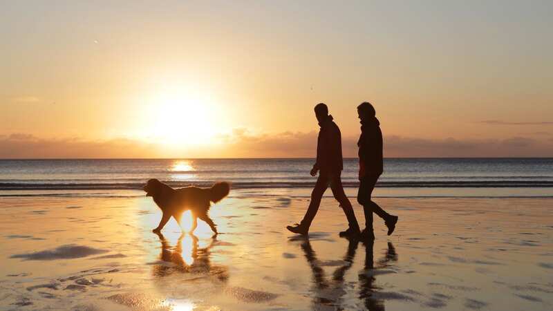 Brits have found love - after bonding over dogs, research says (Image: Peter Cade/Getty)